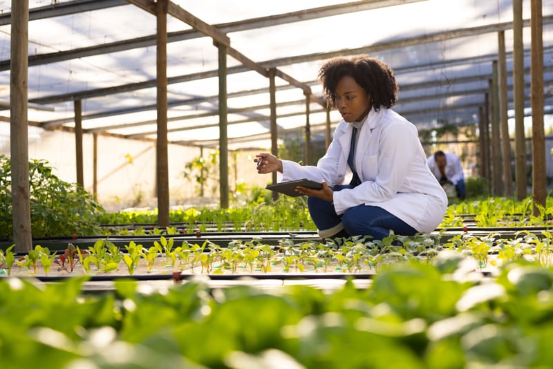 Farmland under cultivation